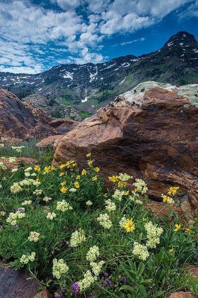 Cow parsnip-mules ear-and quartzite rock in Twin Peaks Wilderness